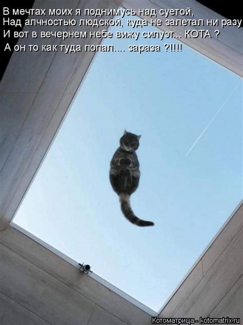 Свежая котоматрица (26 фото)