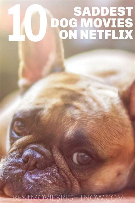 10+ Sad Dog Movies on Netflix - Best Movies Right Now