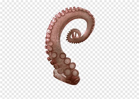 Pink octopus tentacles spiral creative sucker, pink, spiral png | PNGEgg