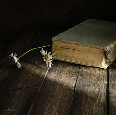 Фото Старая книга с ромашками на деревянной поверхности