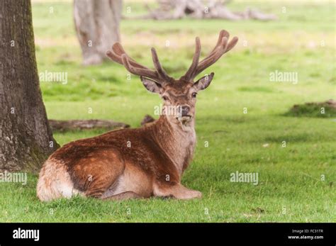 Richmond Park - Deer Stock Photo - Alamy