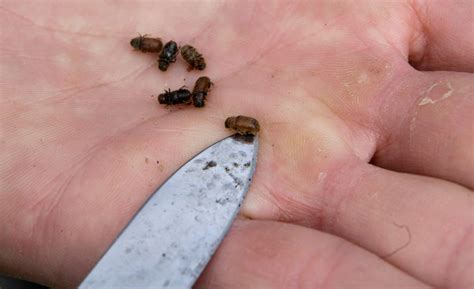 B.C. monitoring spruce beetle as next forest pest after pine beetle