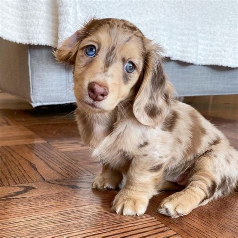 mini dachshund puppies  sale arkansas  emily barnum blog