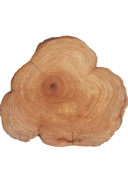 Кедрово дърво, кедър (Cedarwood – Juniperus virginiana) – Health in a ...