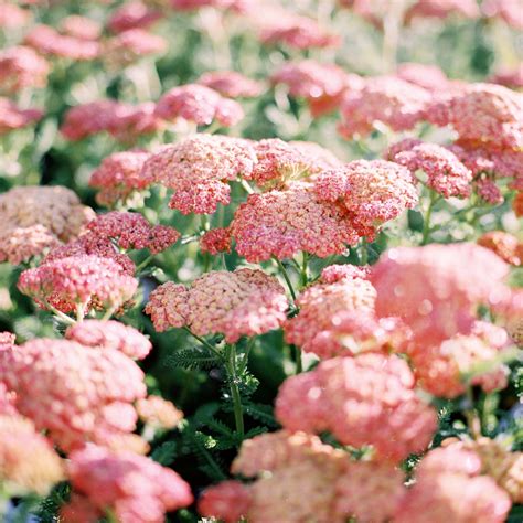 flowering plants  greenhouse