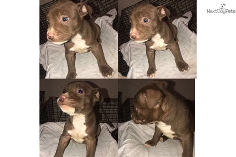 79+ Red Nose Staffordshire Bull Terrier Puppies For Sale - l2sanpiero