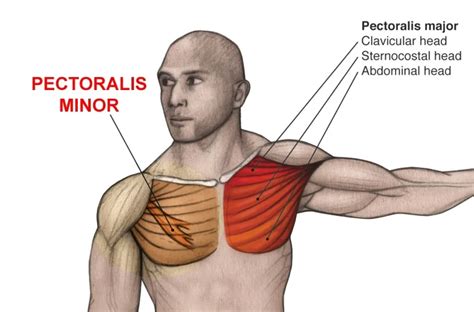 Chest Muscles Diagram Labeled Solved Identify The Mus - vrogue.co