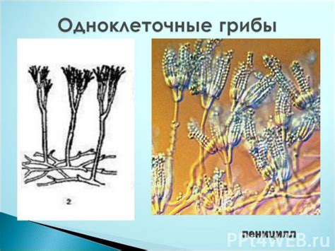Презентация на тему "Одноклеточные организмы, вольвокс" - скачать ...