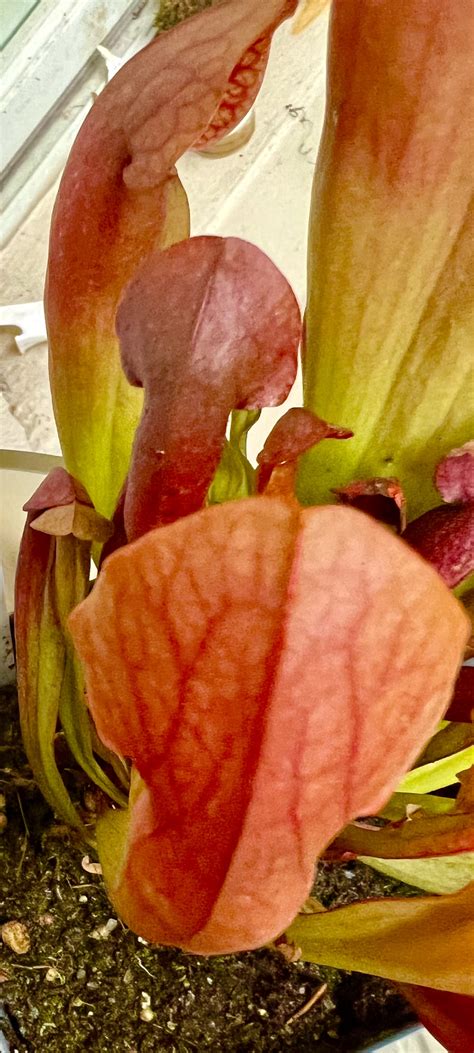 MORE RARE TROPICAL PLANTS