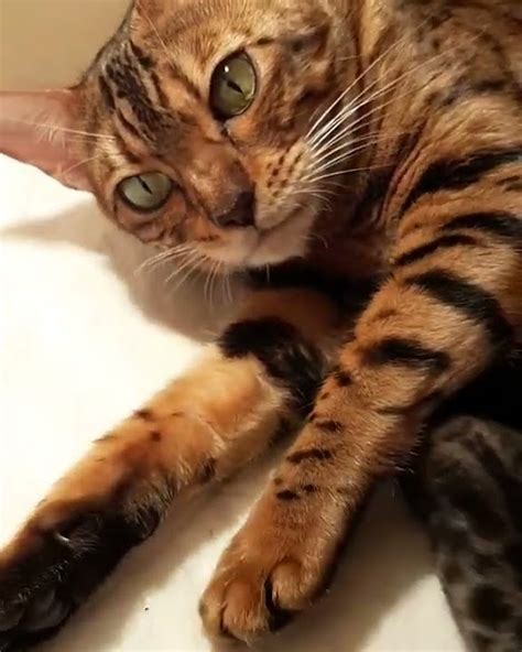 #новорождённый #котёнок Мама-кошка #бенгал #малыш #котята #бенгал # ...
