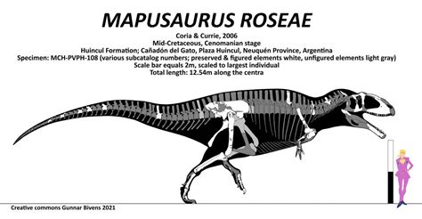 mapusaurus roseae skeletal  gunnarbivens  deviantart