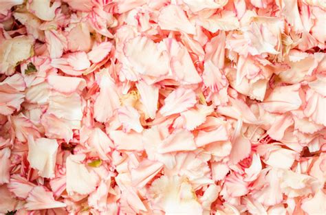 รูปภาพPetali – เลือกดูภาพถ่ายสต็อก เวกเตอร์ และวิดีโอ21,670 | Adobe Stock