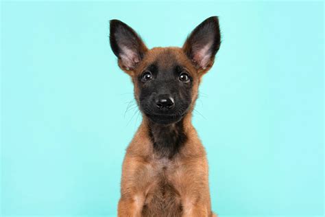 Belgian Malinois Puppy Pictures and Facts
