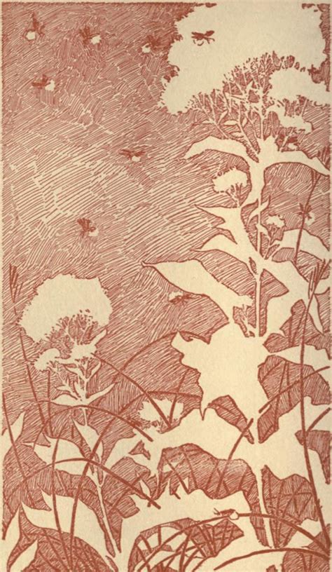 The Beauty of Fireflies: Transience, Myth, Bioluminescence, and Wonder