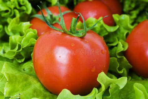 healthy combination  lettuce  tomato stock image image  edible