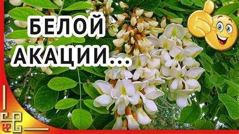 Белой акации гроздья душистые. Старинный русский романс - YouTube