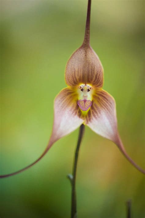 50 Weird And Unusual Flowers - Sunny Home Gardens