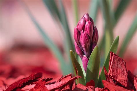 Hyacinth Flower Plant Hyacinthus - Free photo on Pixabay - Pixabay
