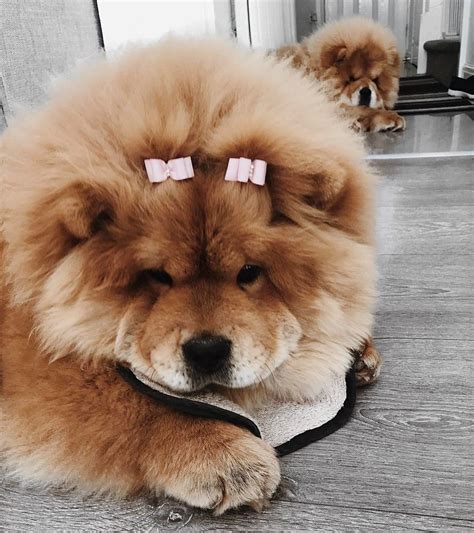 The Most Adorable Puppy Ever Cute Animals Fluffy Anim - vrogue.co