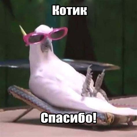 Картинки Спасибо Котик - красивые открытки бесплатно