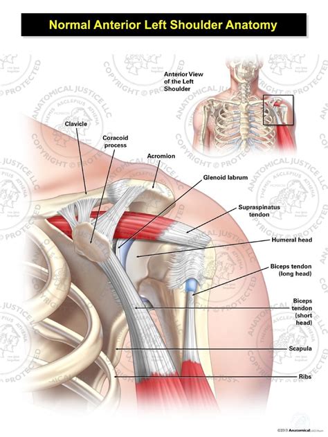 Normal Anterior Left Shoulder Anatomy Illustration | Anatomical Justice