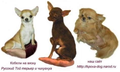 уоебегоне: клички собак девочек той теръер