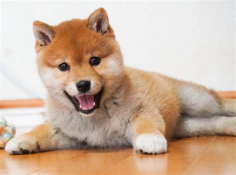 Shibainubreeders.jp | Japanese Shiba Inu Puppies for Sale from Japan ...