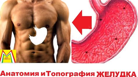 ЖЕЛУДОК. ПОЛНАЯ АНАТОМИЯ. ТОПОГРАФИЯ. - YouTube