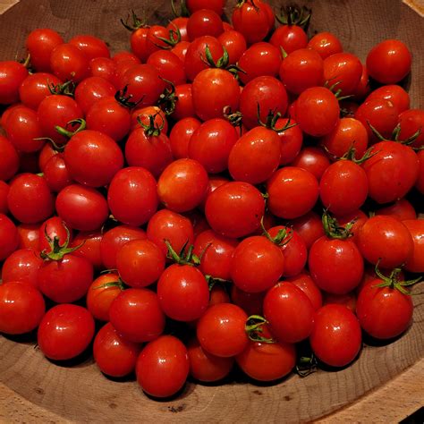 Napoli a Fiaschetto Tomato – Great Lakes Staple Seeds