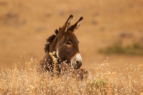 6 Animals That Paint: Nature's Creative Masterpieces