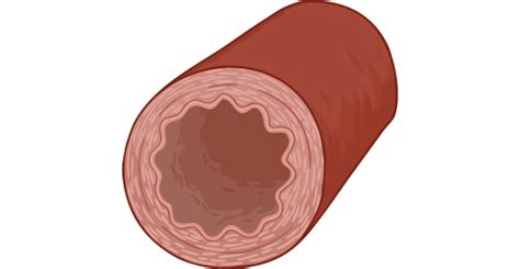 artery twinkl