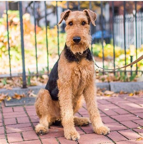 Airedale Terrier Oorang - Pets Lovers