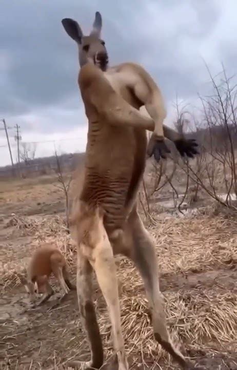 #shorts Кенгуру - качок #motivation #юмор #chest - YouTube