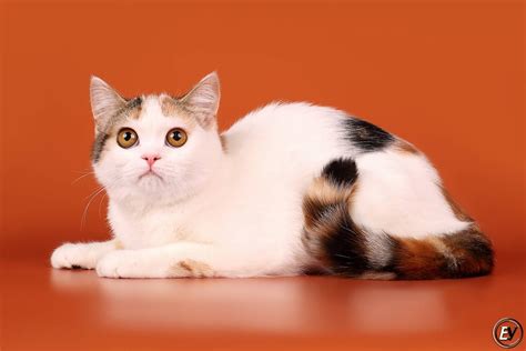 Кот арлекин - картинки и фото koshka.top