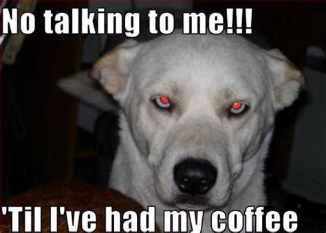 Coffee........ - Dogs Photo (11910120) - Fanpop