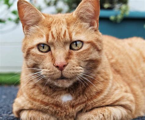 30 Ginger Tabby Cat Facts Too Adorable To Miss - Facts.net