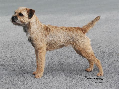 Index of Pedigree Border Terriers - BorderTerrier.org.uk