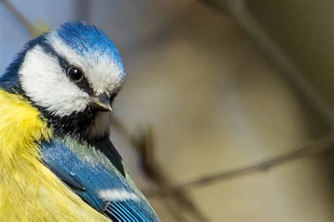Ja wo ist das Vögelchen.... Foto & Bild | tiere, tierdetails, vögel ...