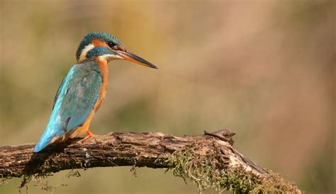 burung kingfisher biasa blue bird foto gratis  pixabay pixabay