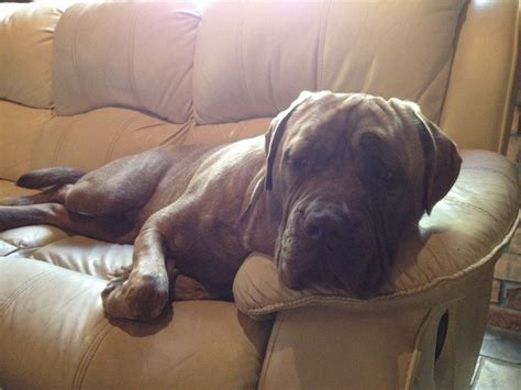 Pin on neo mastiff