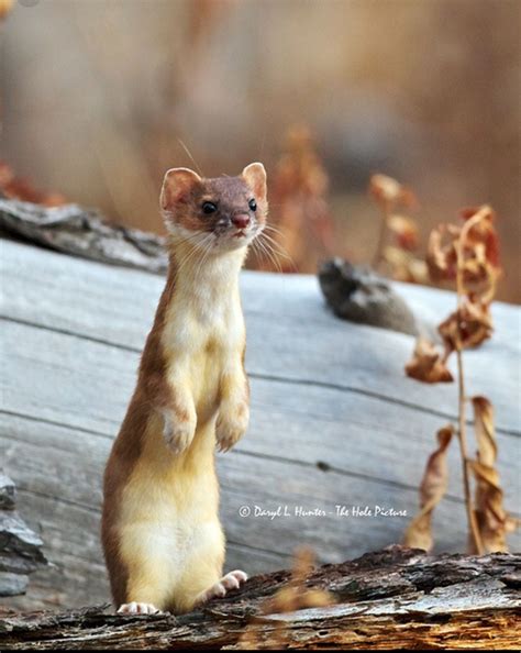 The long-tailed weasel (Mustela frenata) in its summer coat. The
