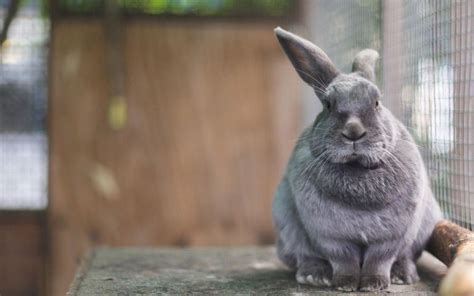 Grey Bunny Wallpapers - Wallpaper Cave