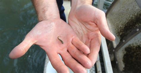 ebmud  linkedin environment ebmud