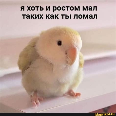 Funny Bird Memes