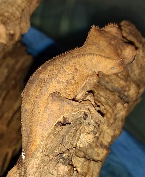 What Morph is Seymore? Also what's those white bumps on his Frog Butt