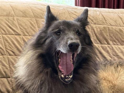 Beartooth Belgian Shepherd Dogs | Laurel MT