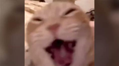 Laughing Cat Meme - YouTube