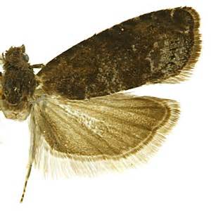 Factsheet - Grapholita funebrana