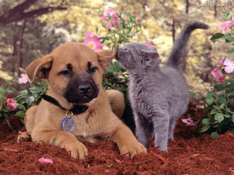 ANIMAUX CHIENS ET CHATS