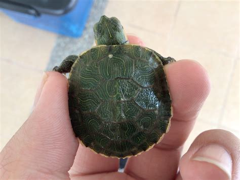 guide to turtle sick fast 3